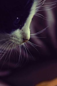 Close-up of cat