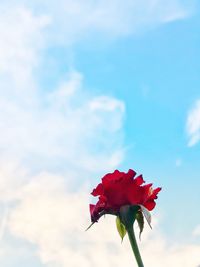 Close-up of red flower against sky