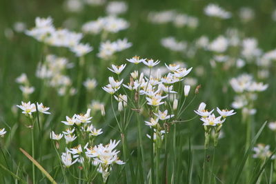 Close-up of flowers blooming outdoors