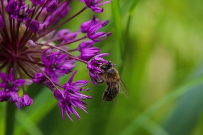 Close-up of bee pollinating on purple flower