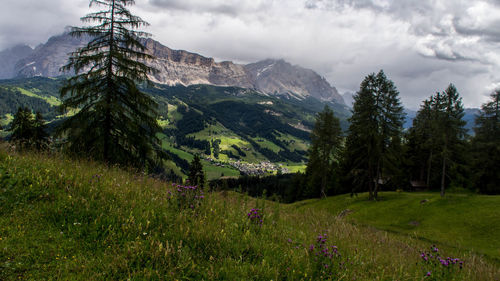 Scenic view of pine trees and mountains against sky