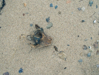 High angle view of crab on sand