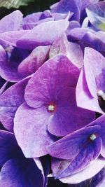 Close-up of hydrangea blooming outdoors