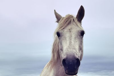 Portrait of horse