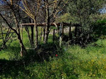 Plants growing on field in forest