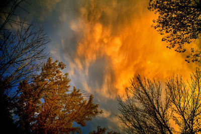 Low angle view of trees against cloudy sky