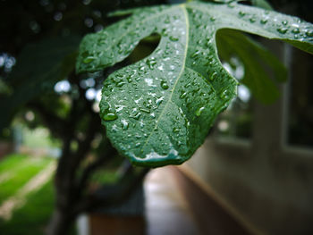 Close-up of raindrops on leaves