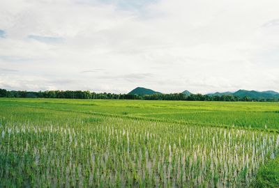 Scenic view of agricultural field against sky