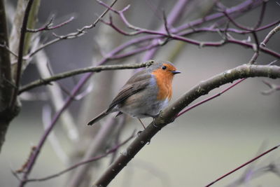 Close-up of bird perching on branch