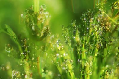 Close-up of water drops on grass