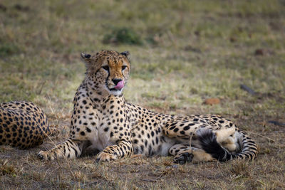 Cheetah relaxing on field