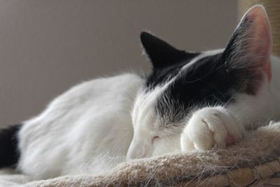 Close-up of cat relaxing