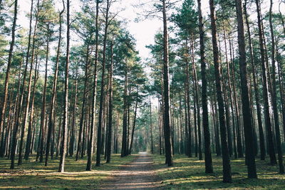 Dirt road amidst trees in forest