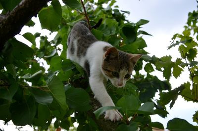 Low angle view of cat on tree