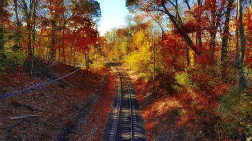 Autumn trees in forest