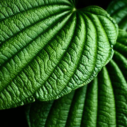 Full frame shot of leaves