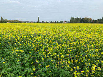 Scenic view of oilseed rape field against sky