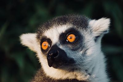 Close-up of lemur