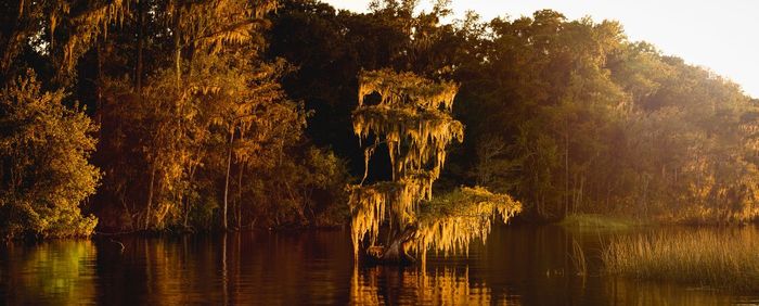 Trees by lake in forest during autumn