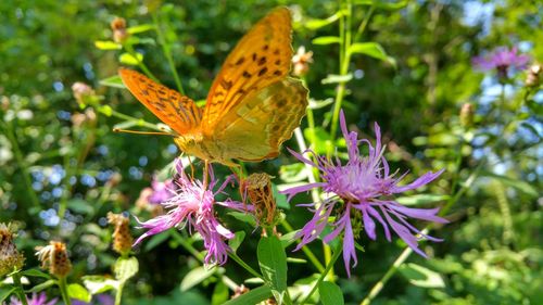 Close-up of butterfly pollinating on flower