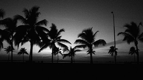 Silhouette palm trees on beach against sky at dusk