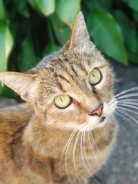 Close-up portrait of a cat