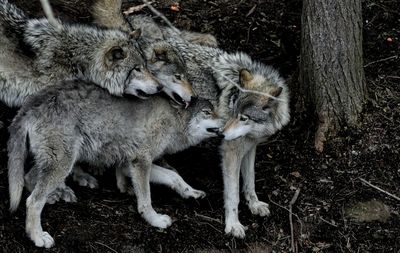 Pack of wolves in forest
