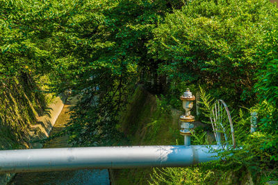 Plants growing by railing in forest