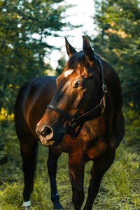 Horse standing in forest