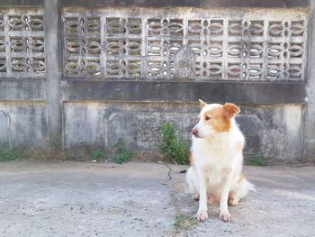 Portrait of dog