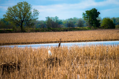 Scenic view of field against clear sky