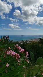 Flowering plants by sea against sky