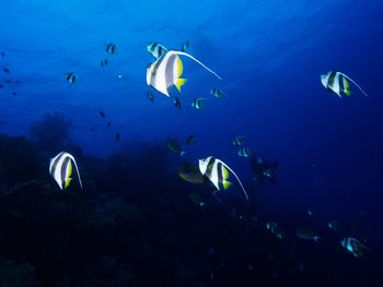 Schooling bannerfish