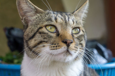 Close-up portrait of a cat