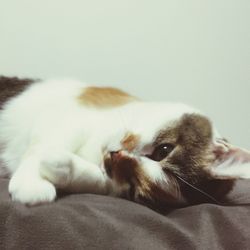 Close-up of cat lying on bed