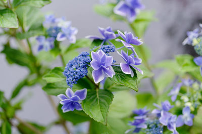 Close-up of purple flowering plants