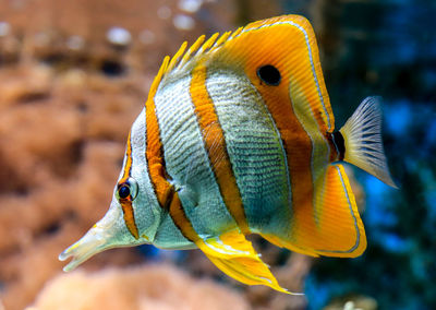 Close-up of fish swimming 