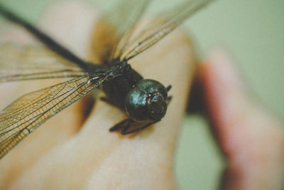 Close-up of insect