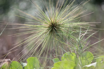 Close-up of dandelion plant