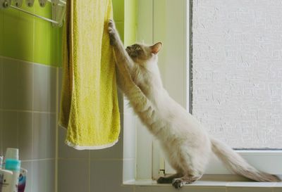 Cat on window sill in bathroom holding towel