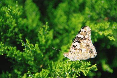 Close-up of butterfly on leaf