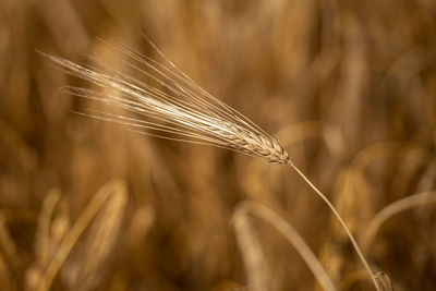 Golden wheat field. rich harvest. ripe wheat ears.