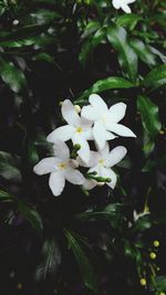 Close-up of white flowers