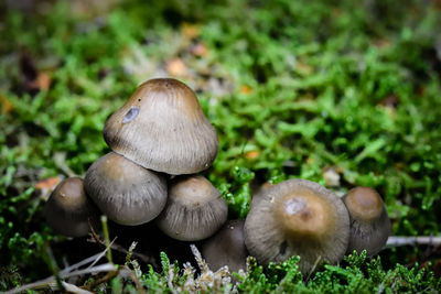 Close-up of mushrooms growing on field