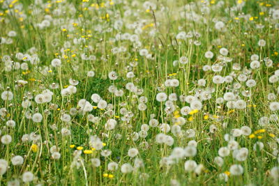 Full frame shot of white flowering plants in field