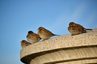Low angle view of sparrows perching on structure against sky