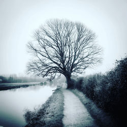 Bare tree by road against clear sky