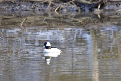 Swan swimming in lake