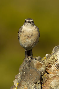 Close-up of bird perching on rock