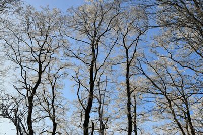 Low angle view of trees against blue sky